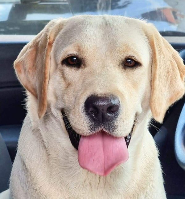 Eli'