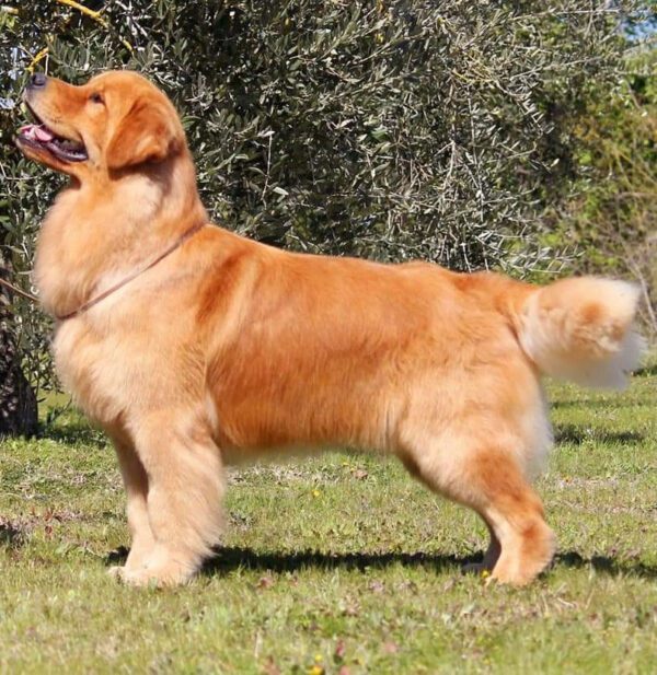 golden retriever leon